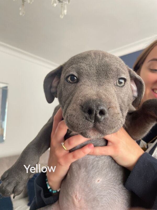 3 Male blue KC SBT pups *REDUCED & 2nd INJ* for sale in Ryton, Tyne and Wear - Image 3