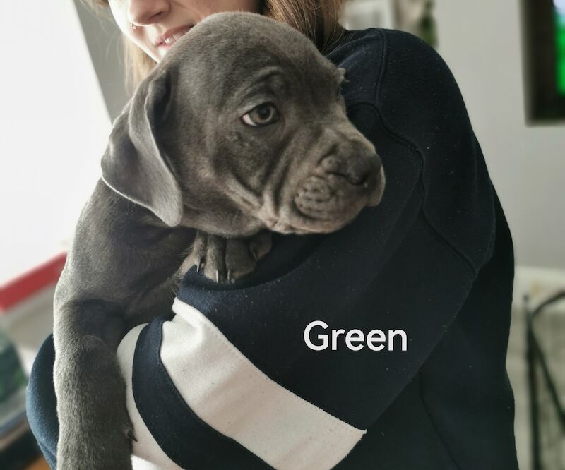 3 Male blue KC SBT pups *REDUCED & 2nd INJ* for sale in Ryton, Tyne and Wear - Image 9