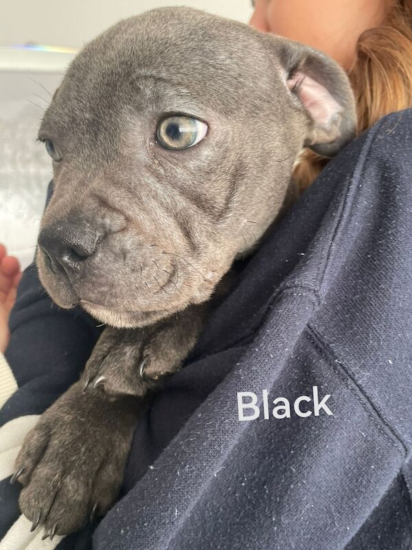 3 Male blue KC SBT pups *REDUCED & 2nd INJ* for sale in Ryton, Tyne and Wear - Image 12