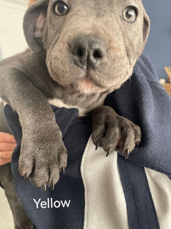 3 Male blue KC SBT pups *REDUCED & 2nd INJ* for sale in Ryton, Tyne and Wear - Image 13