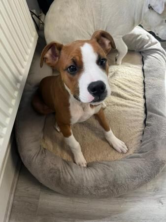 4 Month Female Bullmastiff X Staffy for sale in Mansfield, Nottinghamshire - Image 1