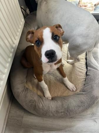 4 Month Female Bullmastiff X Staffy for sale in Mansfield, Nottinghamshire - Image 3