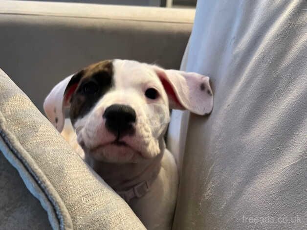 4 month old girl Staffordshire bull terrier for sale in Dukinfield, Greater Manchester