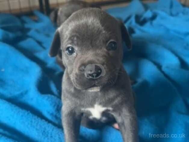 4 staffy puppies for sale in Craigavon