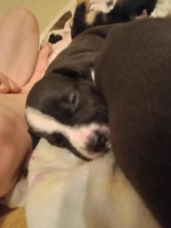 4 week old husky x staff pups for sale in Rotherham, South Yorkshire - Image 1