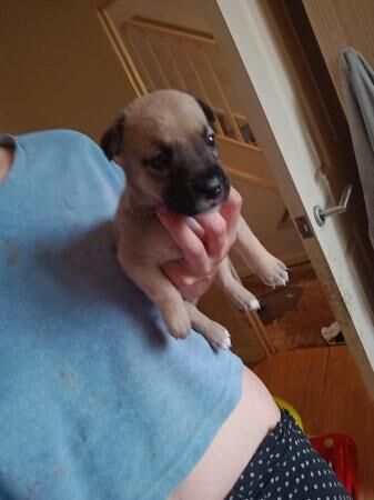 4 week old husky x staff pups for sale in Rotherham, South Yorkshire - Image 2