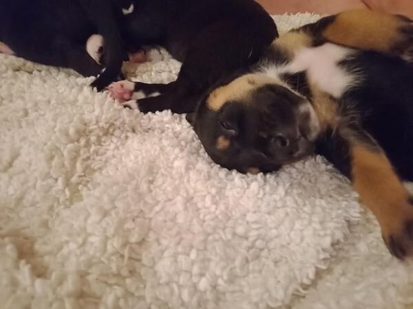 4 week old husky x staff pups for sale in Rotherham, South Yorkshire - Image 3