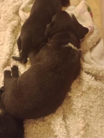 4 week old husky x staff pups for sale in Rotherham, South Yorkshire - Image 4