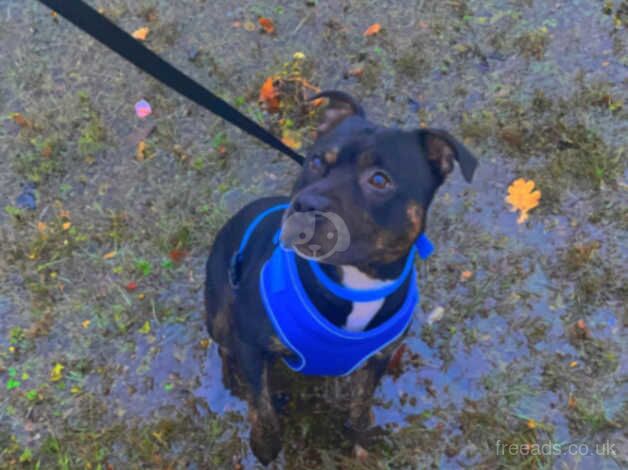 4 year old male Staffordshire Bull Terrier for sale in Loughton, Shropshire