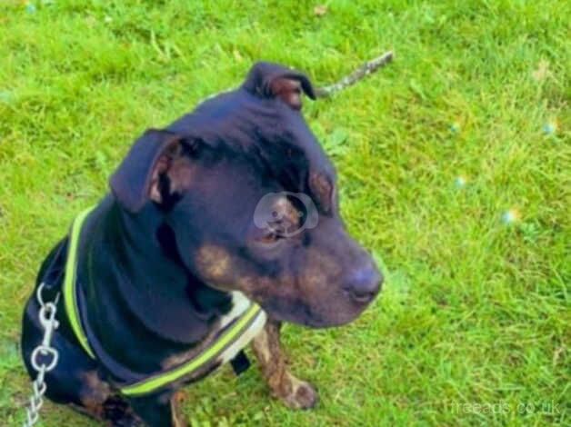 4 year old male Staffordshire Bull Terrier for sale in Loughton, Shropshire - Image 2