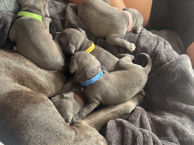 5 Blue KC Registered Staffordshire Bull Terrier Puppies For Sale in Warrington, Cheshire