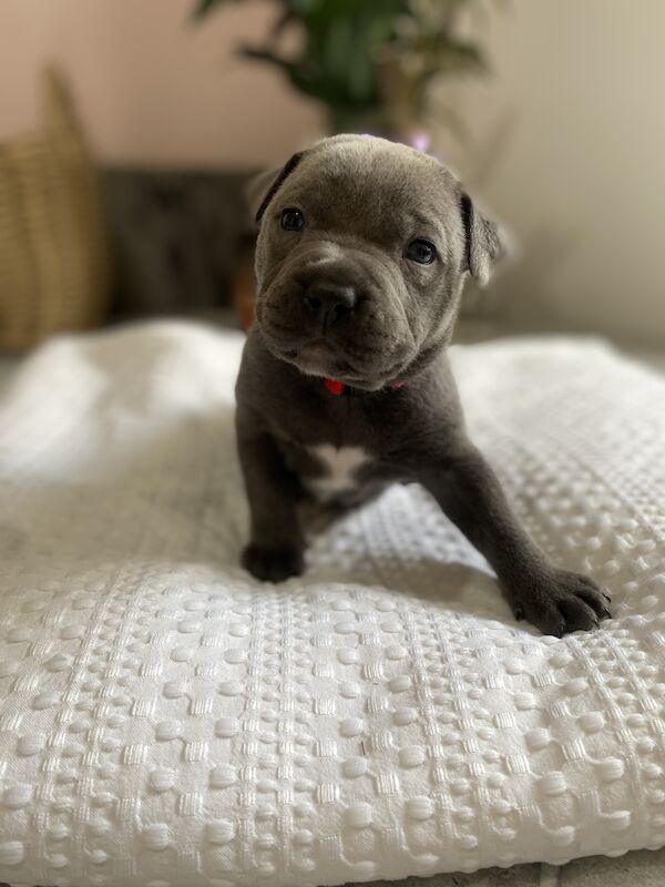 Staffie Puppies for sale