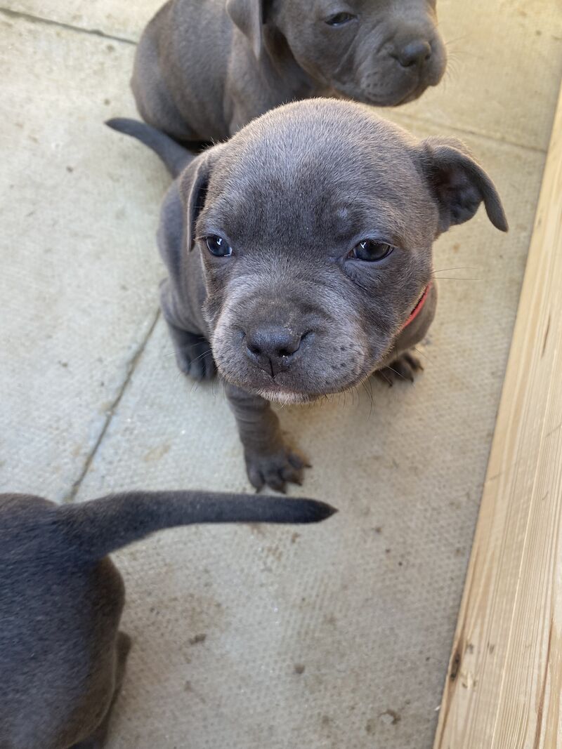 5 GENERATION PEDIGREE BLUE STAFF's for sale in Northamptonshire - Image 10