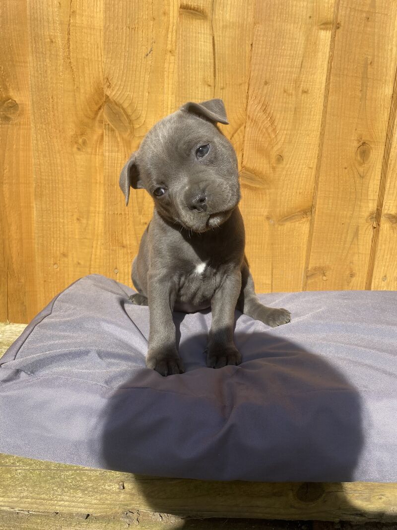 5 GENERATION PEDIGREE BLUE STAFF s Staffordshire Bull Terrier Puppies For Sale in Northamptonshire