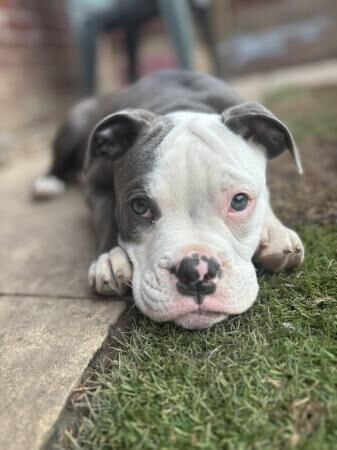 5 month blue and white Staffy bulldog bitch for sale in Ossett, West Yorkshire - Image 1