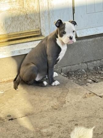 5 month blue and white Staffy bulldog bitch for sale in Ossett, West Yorkshire - Image 4