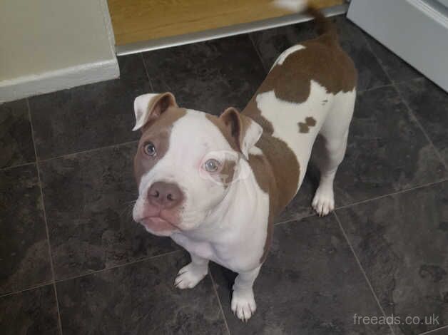 5 month old staff cross for sale in Bridgend - Image 1