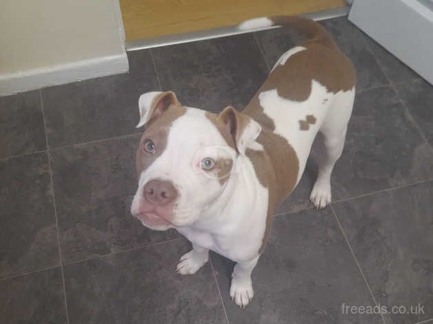 5 month old staff cross for sale in Bridgend - Image 4