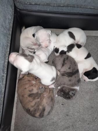 5 week old Staffordshire bull terrier puppies for sale in London, City of London, Greater London - Image 2