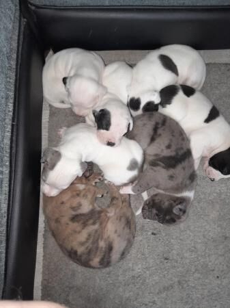 5 week old Staffordshire bull terrier puppies for sale in London, City of London, Greater London - Image 4