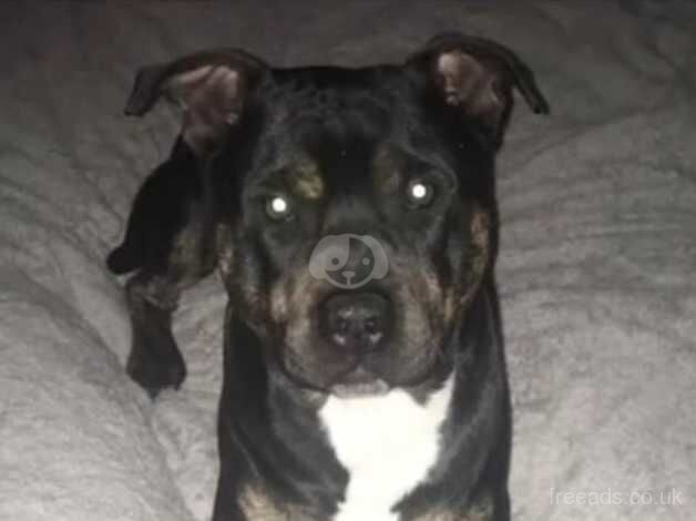 5 Year Old Male Staffordshire Bull Terriers for sale in Loughton, Shropshire - Image 4