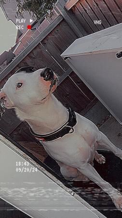 5 year old microchipped Staffordshire bullterrier for sale in Romford, Havering, Greater London - Image 2