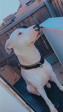 5 year old microchipped Staffordshire bullterrier for sale in Romford, Havering, Greater London - Image 3