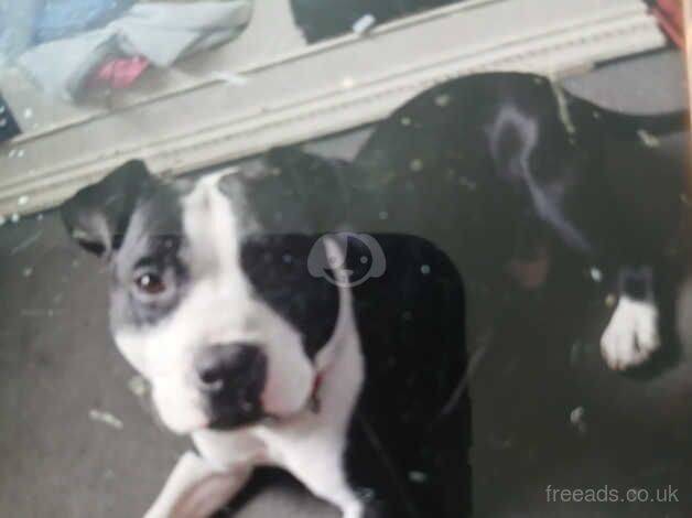 5 year old staffie for sale in Paisley, Renfrewshire - Image 1