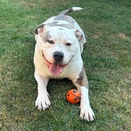 5 yr old male staffie and old english bull dog cross for sale in Basildon, Essex - Image 1