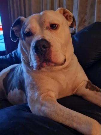 5 yr old male staffie and old english bull dog cross for sale in Basildon, Essex - Image 2