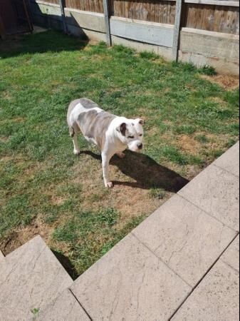 5 yr old male staffie and old english bull dog cross for sale in Basildon, Essex - Image 3