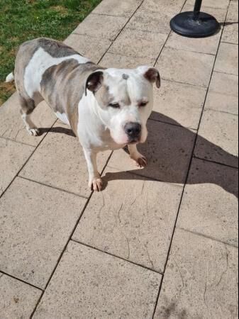 5 yr old male staffie and old english bull dog cross for sale in Basildon, Essex - Image 4