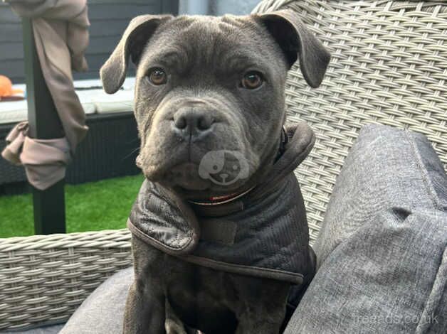 5month old blue staffy for sale in Dover, Greater Manchester - Image 1