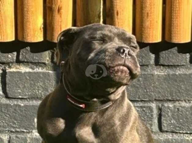 5month old blue staffy for sale in Dover, Greater Manchester - Image 2