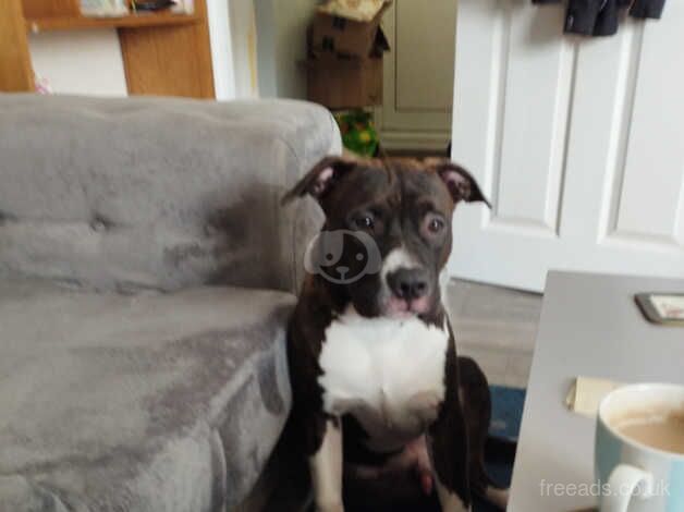 6/7 month old Staffordshire bull terrier for sale in Caldicot/Cil-y-Coed, Monmouthshire