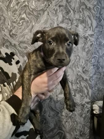 6 beautiful staffy cross puppies for sale in Doncaster, South Yorkshire