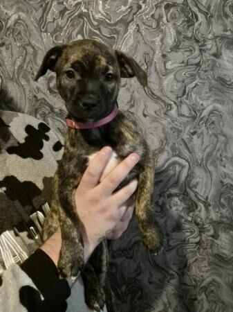 Staffordshire Bull Terriers for sale in Doncaster, South Yorkshire