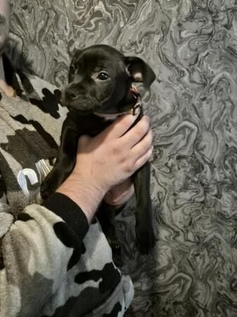 Staffie Puppies for sale in South Yorkshire