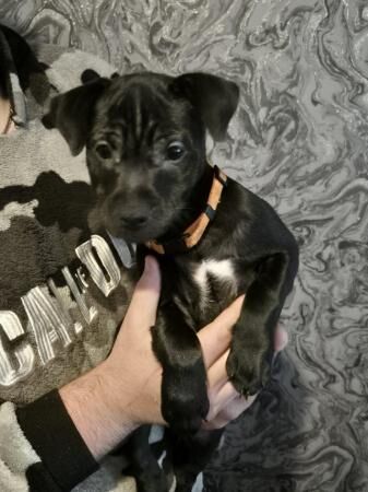 Staffie Puppies for sale