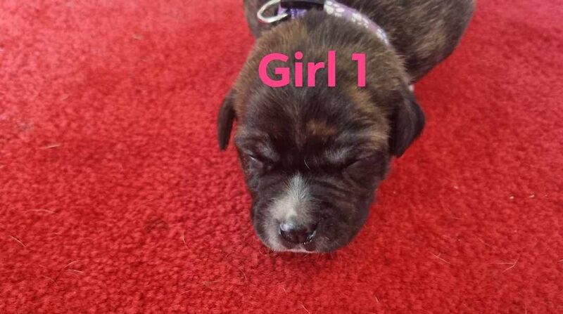 6 beautiful staffy pups for sale in Middlesbrough, North Yorkshire - Image 1