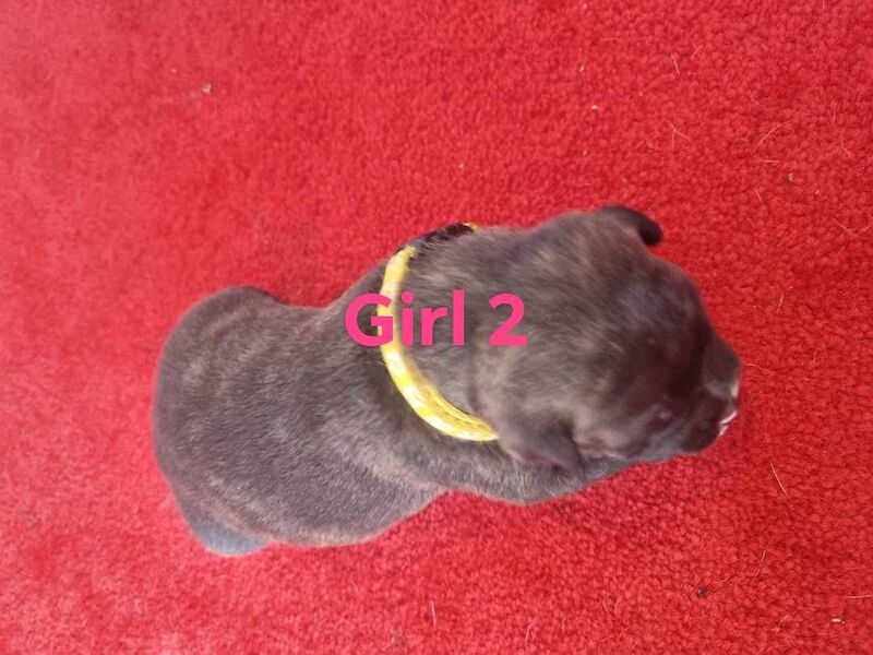 Staffordshire Bull Terriers for sale in Middlesbrough, North Yorkshire