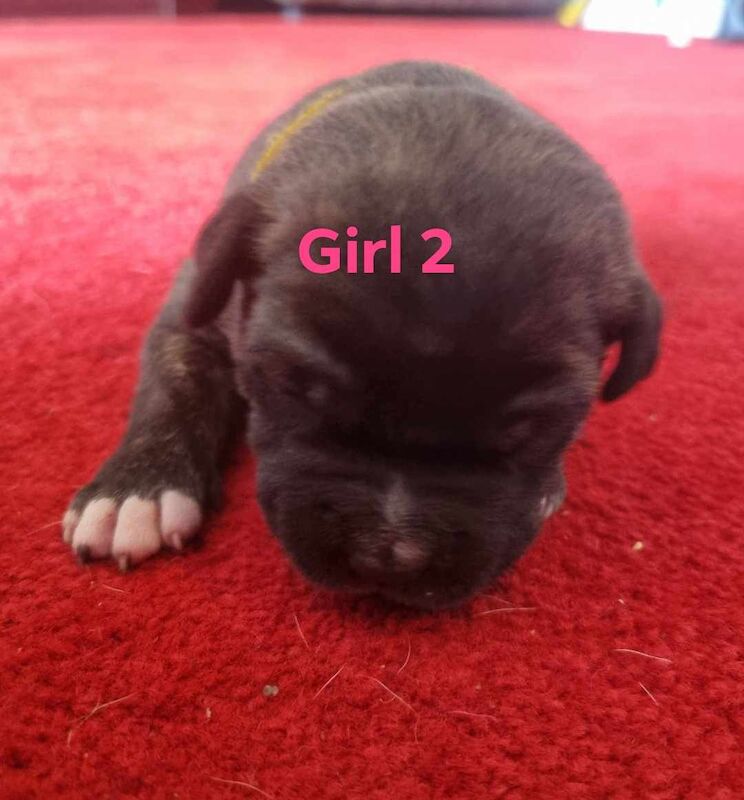 Staffie Puppies for sale in North Yorkshire