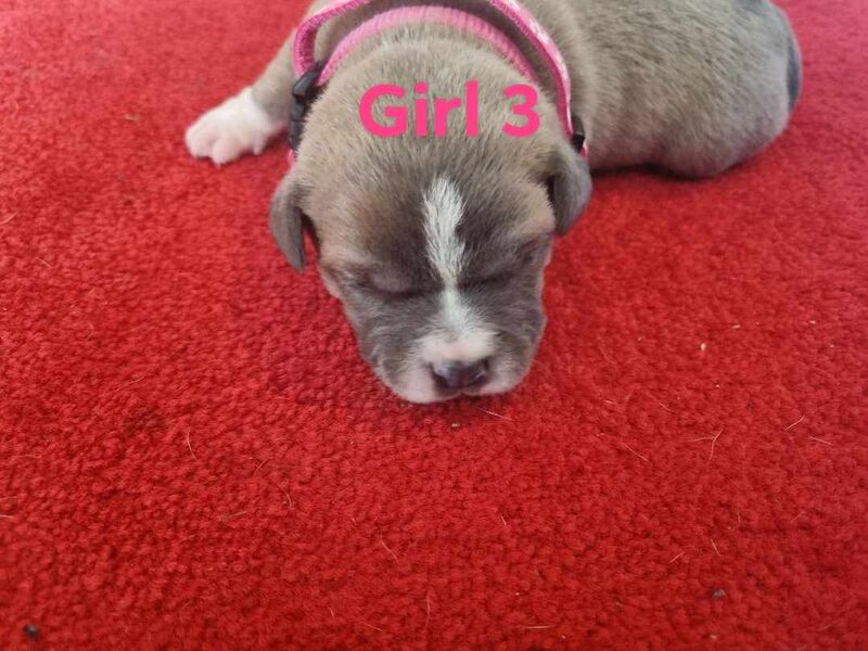 Staffie Puppies for sale