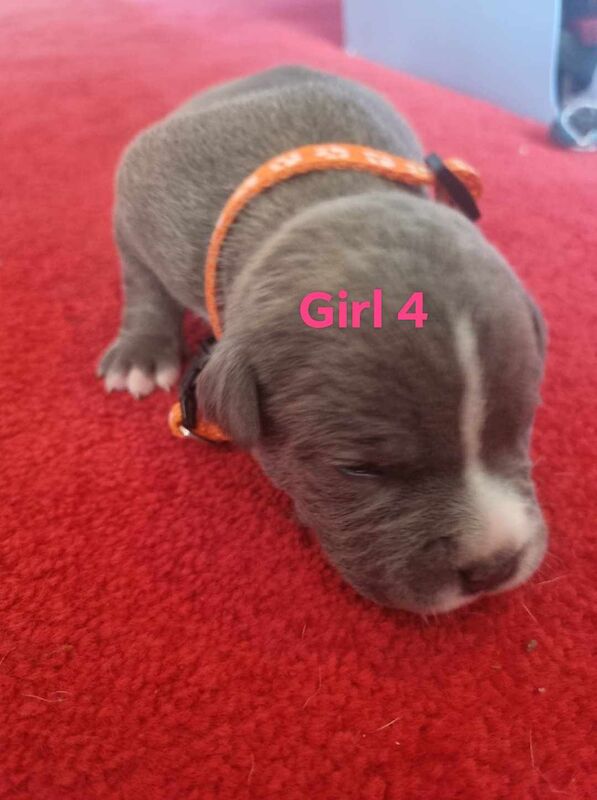 6 beautiful staffy pups for sale in Middlesbrough, North Yorkshire - Image 6