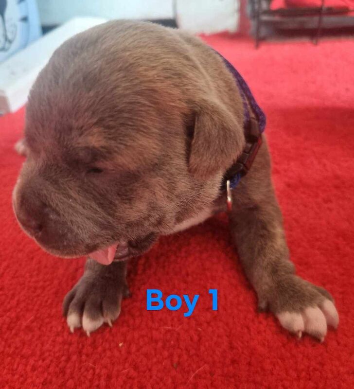 6 beautiful staffy pups for sale in Middlesbrough, North Yorkshire - Image 9