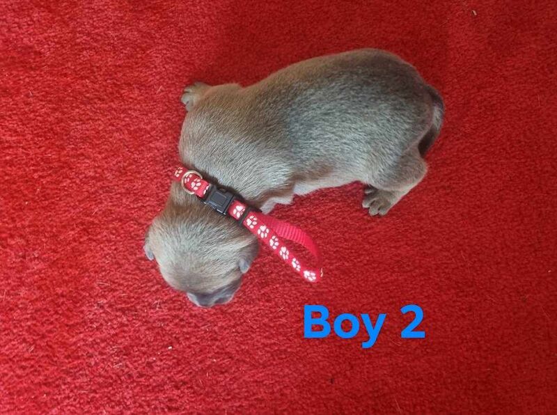 6 beautiful staffy pups for sale in Middlesbrough, North Yorkshire - Image 10