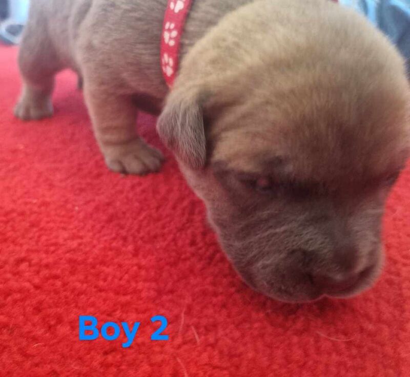 6 beautiful staffy pups for sale in Middlesbrough, North Yorkshire - Image 11