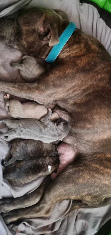 6 beautiful staffy pups for sale in Middlesbrough, North Yorkshire - Image 12