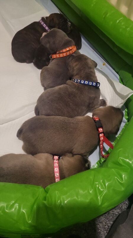 6 beautiful staffy pups for sale in Middlesbrough, North Yorkshire - Image 13