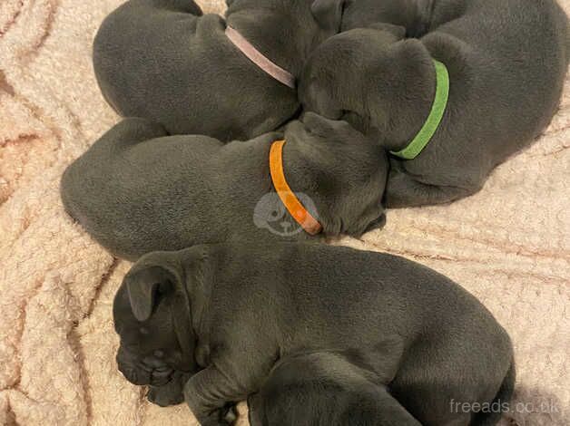 6 Blue Kc reg staffy puppies for sale in St Albans, Hertfordshire - Image 1